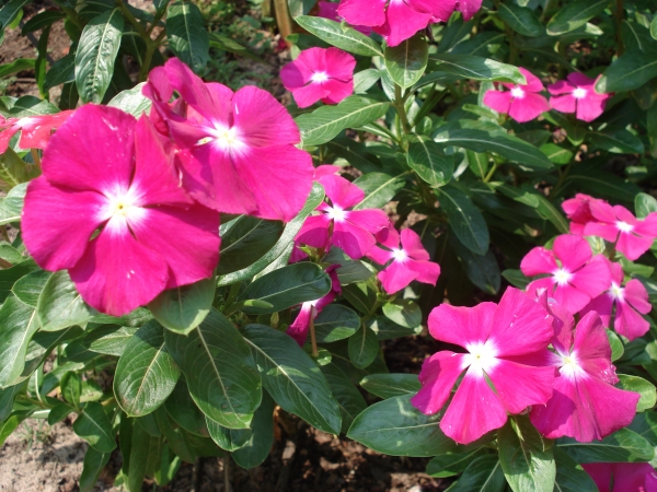 Louva&ccedil;&atilde;o por Maria Avosani