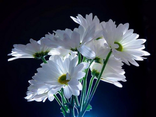 Solidariedade e preces