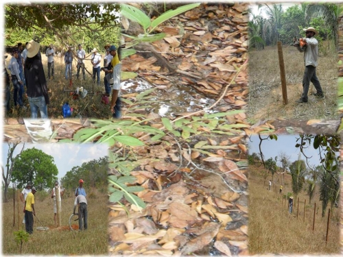 Compromisso com a Recupera&ccedil;&atilde;o de nascentes em Rondon&oacute;polis/MT