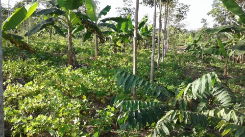 Carta Mission&aacute;ria