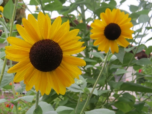 P&aacute;scoa da Irm&atilde; Maria Serafim