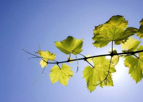 Enviadas a dar frutos!!