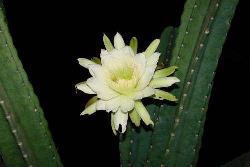 A semente plantada na terra, floresce !