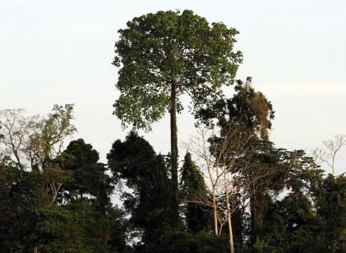 Catequistas Franciscanas: 50 anos de Vida e Miss&atilde;o na Amaz&ocirc;nia