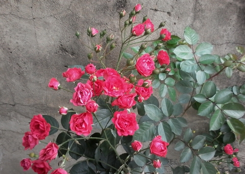 Li&ccedil;&otilde;es de vida de uma educadora