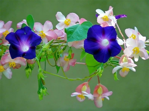 A TI SENHOR, NOSSO LOUVOR E GRATID&Atilde;O!