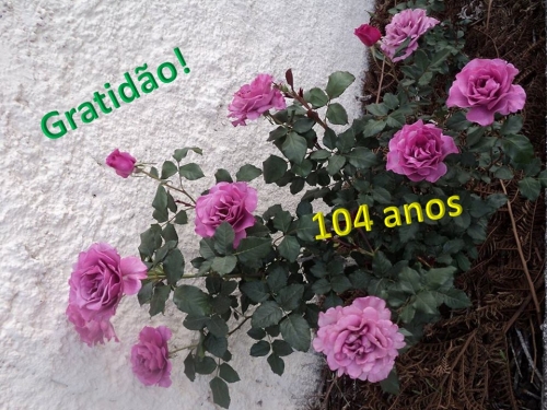 A&ccedil;&atilde;o de gra&ccedil;as pelo caminho percorrido!