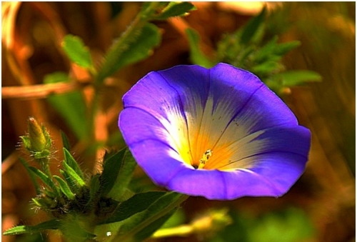 Ressurrei&ccedil;&atilde;o de Irm&atilde; Anice Ochner