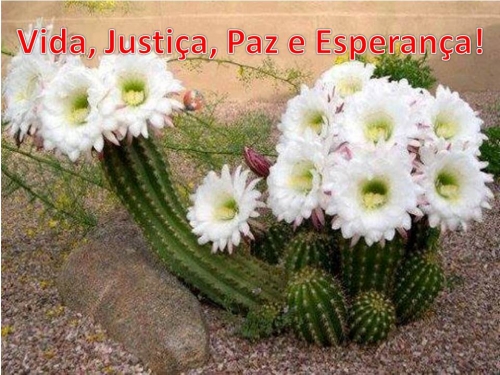 Manifesto em Defesa da Vida do Povo Guarani Kaiow&aacute;